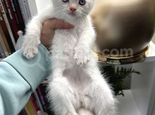 British Shorthair Red Point görsel