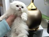 Scottish Fold Longhair