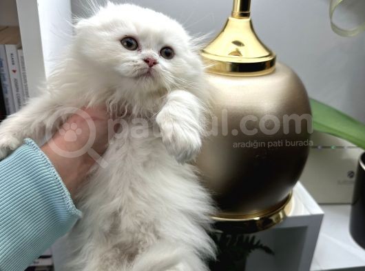 Scottish Fold Longhair