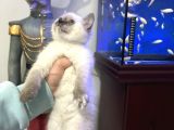 British Shorthair Bluepoint Dişi