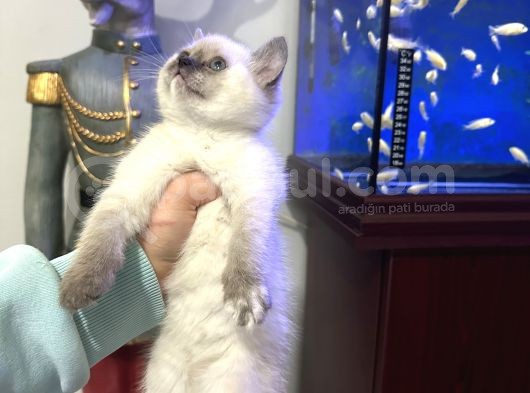 British Shorthair Bluepoint Dişi görsel