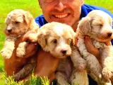 Şirin Maltipoo Yavrularımız