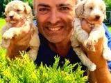 Şirin Maltipoo Yavrularımız