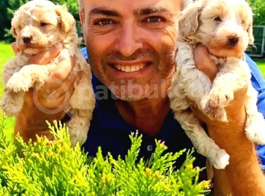 Şirin Maltipoo Yavrularımız görsel