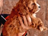 Şirin Maltipoo Yavrularımız