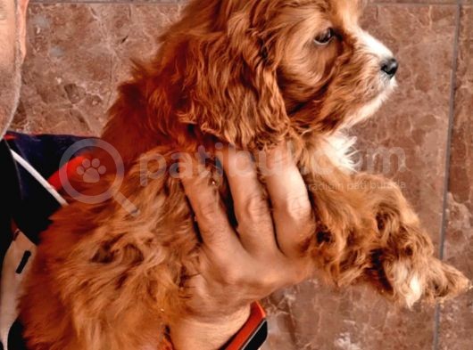 Şirin Maltipoo Yavrularımız görsel