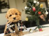 BİR ÇOK SEÇENEK İLE TOY POODLE BEBEKLER