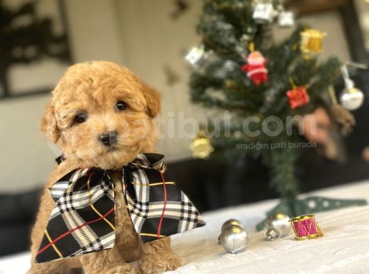 Bi̇r Çok Seçenek İle Toy Poodle Bebekler