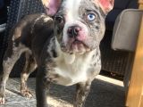 Blue Merle Nadi̇r French Bulldog