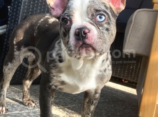 Blue Merle Nadi̇r French Bulldog görsel