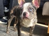 Blue Merle Nadi̇r French Bulldog
