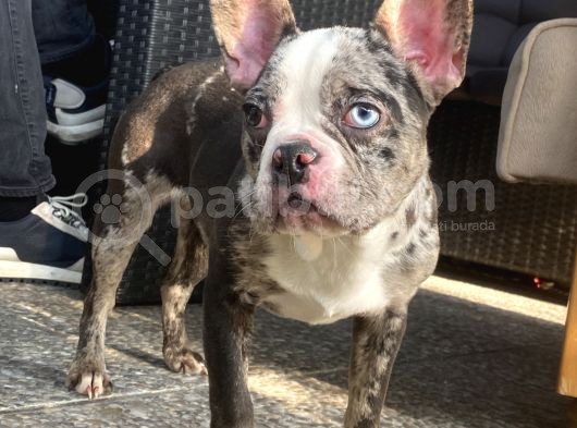Blue Merle Nadi̇r French Bulldog görsel