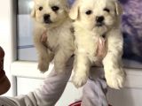 Maltese Terri̇er Safkan Mi̇ni̇ Yavrularimiz