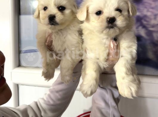 Maltese Terri̇er Safkan Mi̇ni̇ Yavrularimiz görsel