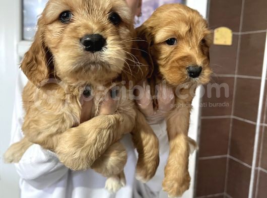 Çok Güzel Ameri̇kan Cocker Bebekleri̇mi̇z görsel