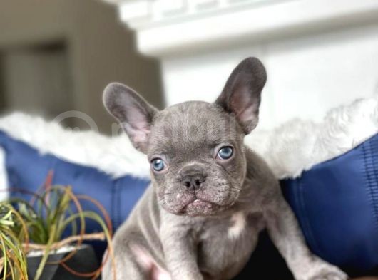 Egzoti̇k Blue French Bulldog Bebeği̇mi̇z görsel