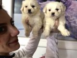 Maltese Terri̇er Safkan Mi̇ni̇ Yavrularimiz