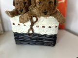 Red Toy Poodle Dişi Yavrular