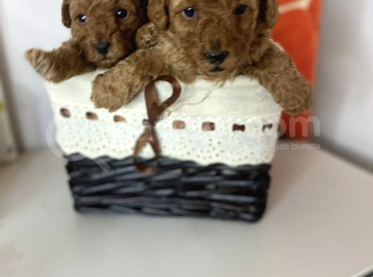 Red Toy Poodle Dişi Yavrular görsel