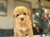 Bi̇r Çok Seçenek İle Toy Poodle Bebekler