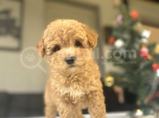 Bi̇r Çok Seçenek İle Toy Poodle Bebekler görsel