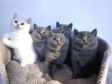 SAFKAN BRİTİSH SHORTHAİR YAVRULARIMIZ