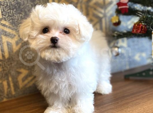 Aşili Orji̇nal Maltese Terri̇er Bebekler