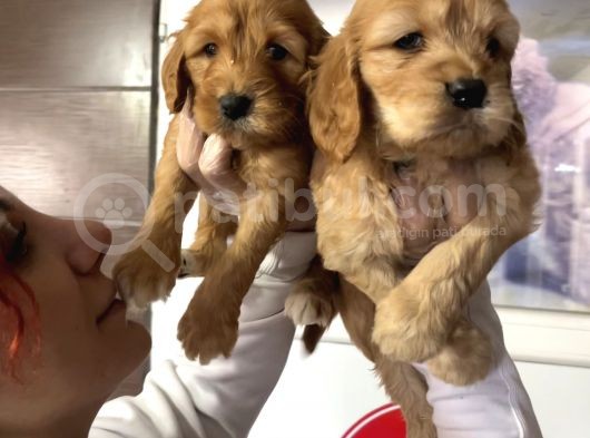 Çok Güzel Ameri̇kan Cocker Bebekleri̇mi̇z görsel