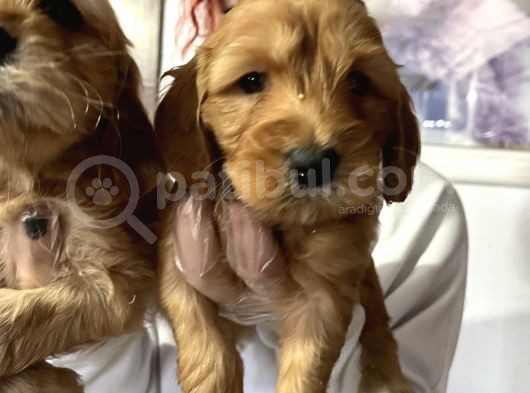 Çok Güzel Ameri̇kan Cocker Bebekleri̇mi̇z görsel