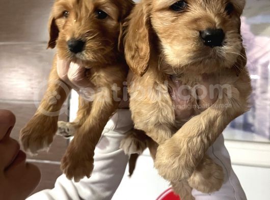 Çok Güzel Ameri̇kan Cocker Bebekleri̇mi̇z görsel