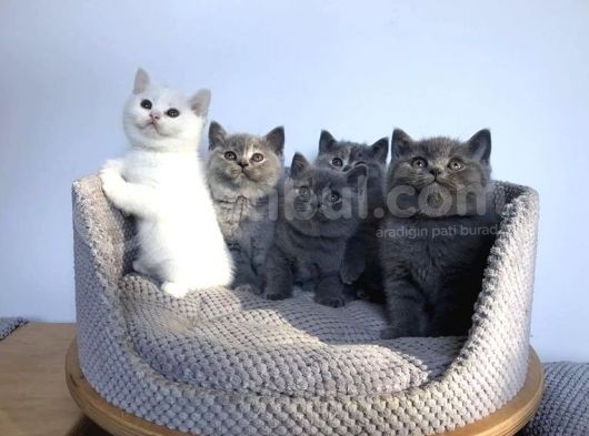 Safkan Bri̇ti̇sh Shorthai̇r Yavrularimiz görsel