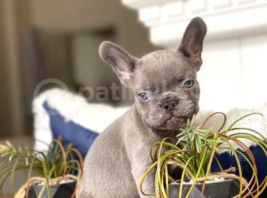 Egzoti̇k Blue French Bulldog Bebeği̇mi̇z görsel