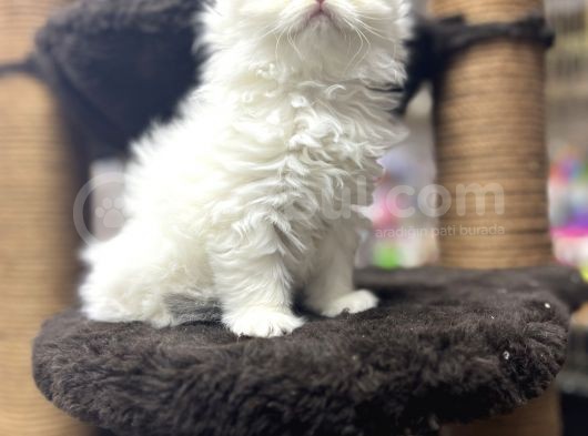 Pamuk Şeker İsteyenler Arasin :) görsel