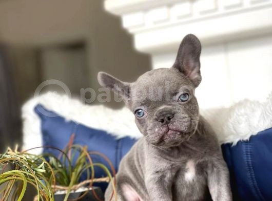 Egzoti̇k Blue French Bulldog Bebeği̇mi̇z görsel