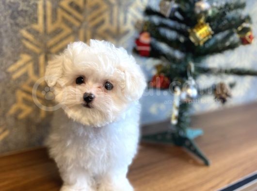 Aşili Orji̇nal Maltese Terri̇er Bebekler görsel
