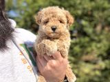 Teacup Di̇şi̇ Poodle Yavrumjz