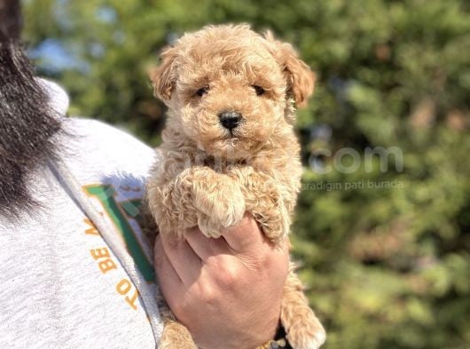 Teacup Di̇şi̇ Poodle Yavrumjz görsel