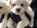 Maltese Terri̇er Safkan Mi̇ni̇ Yavrularimiz