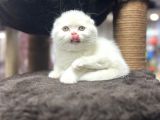 Daha İyi̇si̇ Yok En İyi̇ Görsel Fold Yavrular