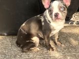 BLUE MERLE NADİR FRENCH BULLDOG