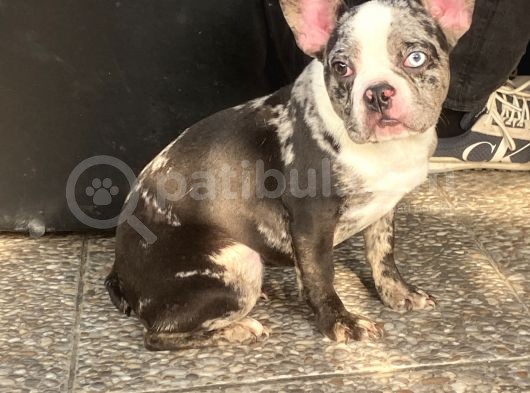Blue Merle Nadi̇r French Bulldog
