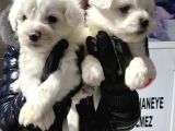 Maltese Terri̇er Safkan Mi̇ni̇ Yavrularimiz