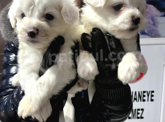 Maltese Terri̇er Safkan Mi̇ni̇ Yavrularimiz görsel