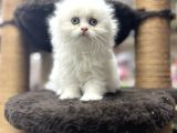 Pamuk Şeker İsteyenler Arasin :)
