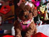 Orji̇nal Kan Toy Poddle