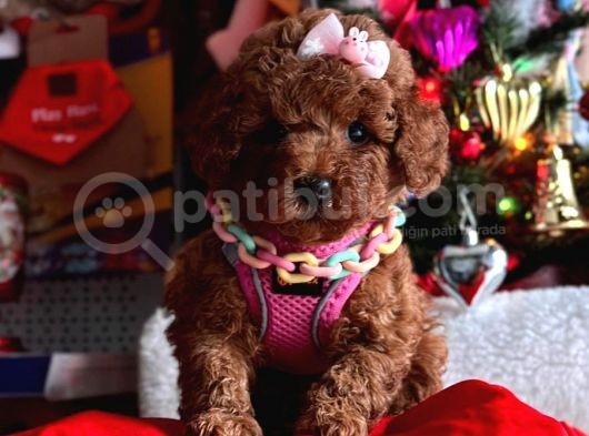 Orji̇nal Kan Toy Poddle görsel