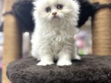 PAMUK ŞEKER İSTEYENLER ARASIN :)
