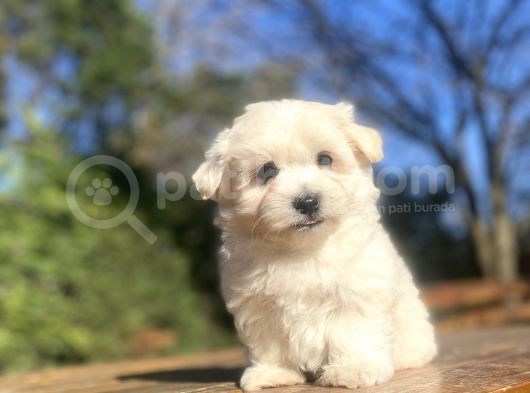 Di̇zayn Irk Orji̇nal Malti̇poo Bebekler görsel