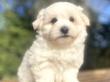 Di̇zayn Irk Orji̇nal Malti̇poo Bebekler