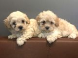 Maltipoo Yavrularımız İçin İletişime Geçebilirsiniz